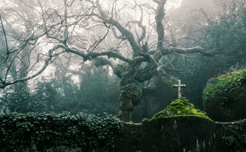 The Unexpected Gardens