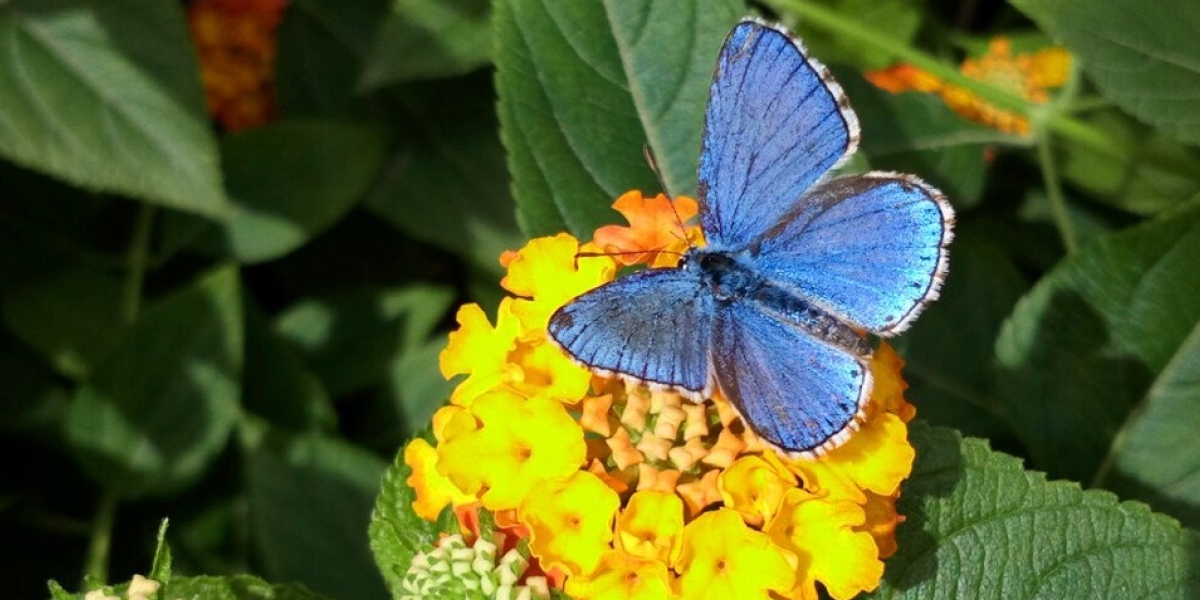 Butterfly Garden